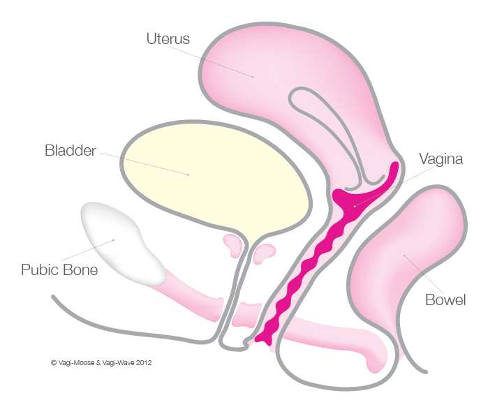Vaginismus anatomy