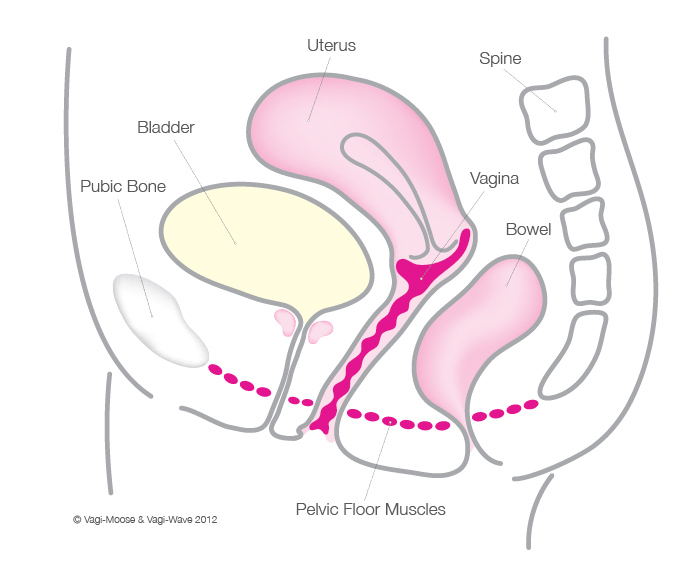 Menopause Anatomical Diagram